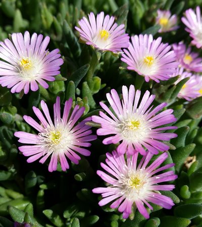 Ice Plant Jewel of Desert Rosequartz